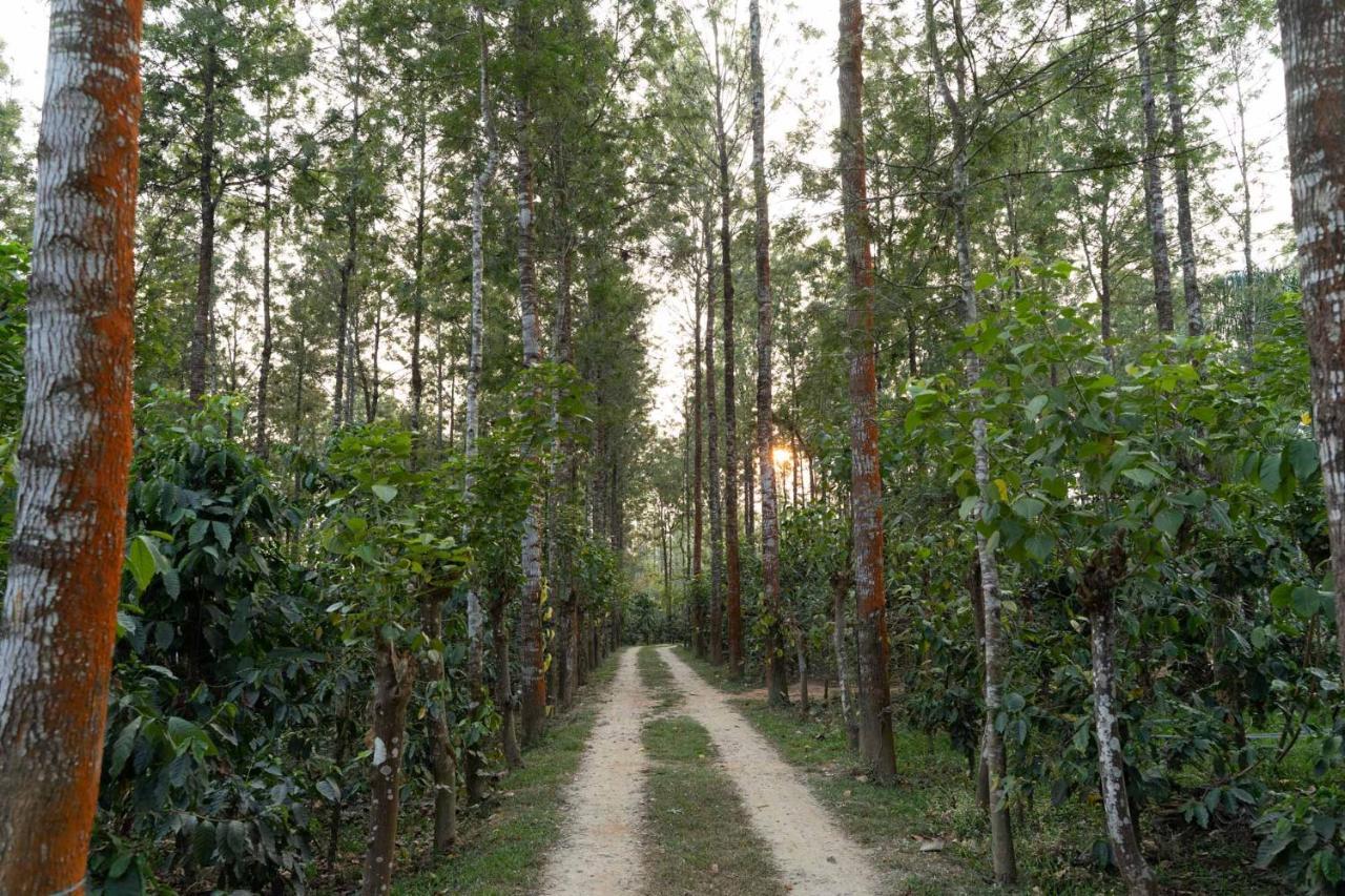 Stayvista At Cedar - Strelitzia 2Bhk With Breakfast And Jacuzzi Chikmagalur Exterior photo